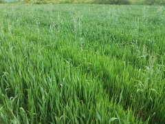 Arkadia i dużo perzu foto nr 2