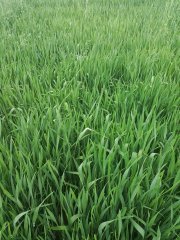 Arkadia i dużo perzu foto nr 3