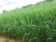 Arkadia i dużo perzu