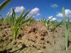 Jęczmień Jary Kucyk C1 stan na 29.04.2015r