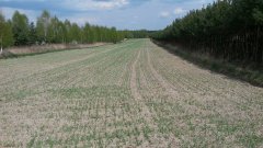 Jęczmień Jary Kucyk