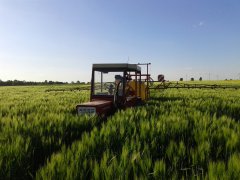 Jęczmień kws Tenor