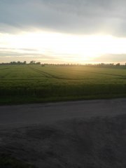 Jęczmień ozimy Hobbit