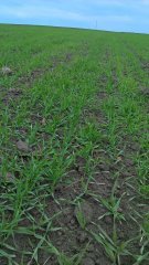 Jęczmień ozimy Quadriga