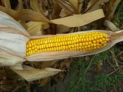 Kukurydza  2015