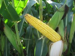 Kukurydza