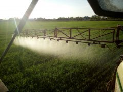 Lancet w pszenicy jarej