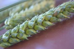 Ozima pszenica linus