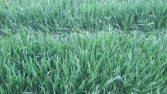 Pszenica Arkadia po całotygodniowym deszczu