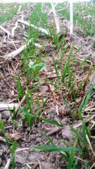 Pszenica + Bobik + Facelia - Siew Pasowy