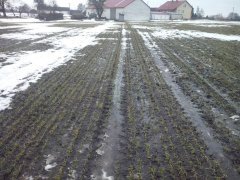 Pszenica kilimanjaro