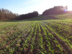 Pszenica oz; Markiza