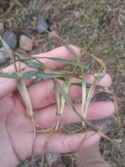 Pszenica ozima Bamberka