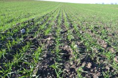 Pszenica ozima Emilio