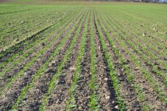 Pszenica ozima Florian