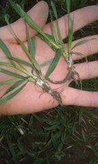 Pszenica ozima gordian