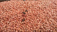 Pszenica ozima kwalifikat