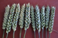 Pszenica ozima linus