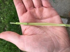 Pszenica ozima Patras