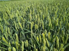 Pszenica ozima Rotax