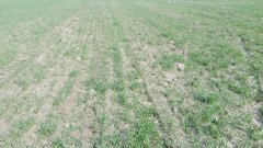 Pszenica ozima sajlor