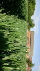 Pszenica ozima Tonacja