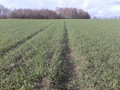 Pszenżyto Leontino.