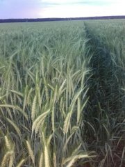 Pszenżyto Trismarkt