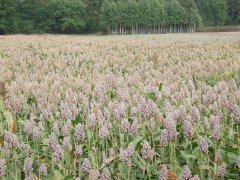 Sorgo ziarnowe białe.