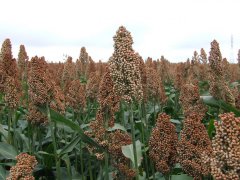 Sorgo ziarnowe czerwone