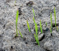 Transfer pszenżyto  ozime podlaskie