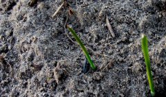 Transfer pszenżyto  ozime podlaskie