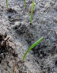 Transfer pszenżyto  ozime podlaskie