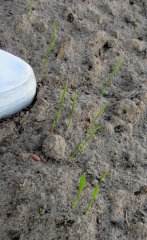 Transfer pszenżyto  ozime podlaskie