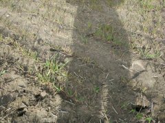 Wiosna 2017 nic nie rosnie ...