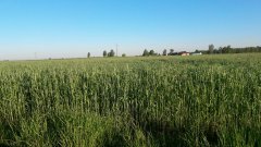 Żyto Dańkowskie Diament