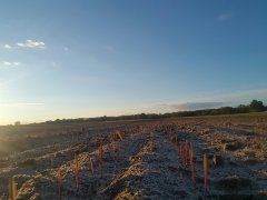 Żyto dańkowskie Rubin