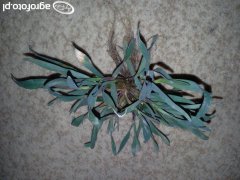 Żyto hybrydowe VISELLO