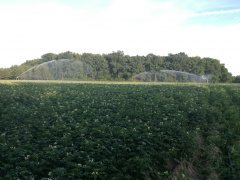 Podlewanie ziemniaków