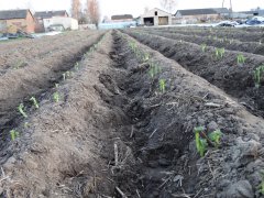 Wschody ziemniaków z pod czarnej folii