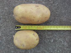 Ziemniaki Catania