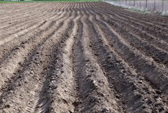 Ziemniaki Lord i Vineta 12.04.2015