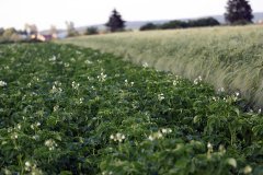 Ziemniaki Vineta 10.06.2017