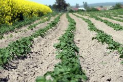 Ziemniaki Vineta 21.05.2017