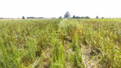 Kozłek plantacja nasienna po zbiorach