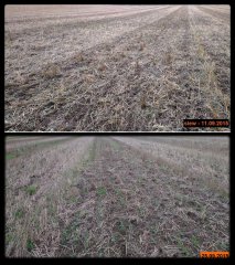 Łubin & peluszka & rzepak jary