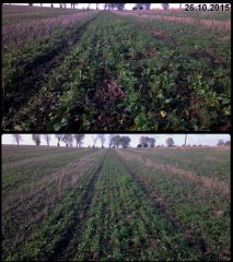 Łubin & peluszka & rzepak jary