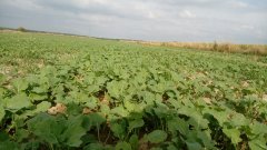 Międzyplon ścierniskowy