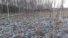 Mlodniak potraktowany przez bobry.