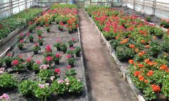 Pelargonia rabatowa 2015